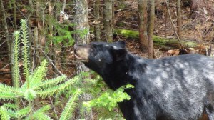 Canada - St Hilarion 2 027