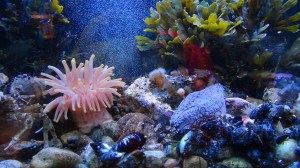 Canada - Tadoussac 2 035