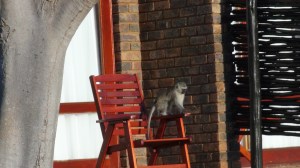 Afrique du Sud 3 016