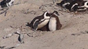 Afrique du Sud 4 045