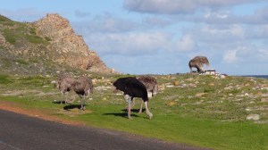 Afrique du Sud 4 118