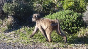 Afrique du Sud 4 159