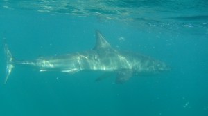 Afrique du Sud 5 031