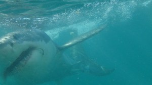 Afrique du Sud 5 094