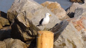 Afrique du Sud 6 110