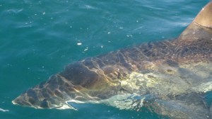 Afrique du Sud 6 180