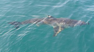 Afrique du Sud 6 239